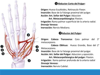 ❶Abductor Corto del Pulgar:
Origen: Hueso Escafoides, Retinaculo Flexor.
Inserción: Base de la Falange proximal del pulgar.
Acción: Art. Sellar del Pulgar: Aduccion
Art. Metacarpofalangica: Flexion.
Irrigación: Rama palmar superficial de la arteria radial.
Drenaje Venoso:
Inervación: Nervio Mediano.
❷
❶
❸
❹
❺
❻
❼
❷Aductor del Pulgar:
Origen: Cabeza Transversa: Cara palmar del 3°
metacarpiano.
Cabeza Oblicua: Hueso Grande, Base del 2°
Metacarpiano.
Inserción: Base de la Falange proximal del pulgar.
Acción: Art. Sellar del Pulgar: Aduccion y oposición.
Art. Metacarpofalangica del pulgar: Flexion.
Irrigación: Rama palmar profunda de la arteria radial
Drenaje Venoso:
Inervación: Nervio Cubital.
 