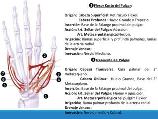 ❸Flexor Corto del Pulgar:
Origen: Cabeza Superficial: Retinaculo Flexor.
Cabeza Profunda: Hueso Grande y Trapecio.
Inserción: Base de la Falange proximal del pulgar.
Acción: Art. Sellar del Pulgar: Aduccion
Art. Metacarpofalangica: Flexion.
Irrigación: Ramas superficial y profunda palmares, ramas
de la arteria radial.
Drenaje Venoso:
Inervación: Nervio Mediano.
❷
❶
❸
❹
❺
❻
❼
❹Oponente del Pulgar:
Origen: Cabeza Transversa: Cara palmar del 3°
metacarpiano.
Cabeza Oblicua: Hueso Grande, Base del 2°
Metacarpiano.
Inserción: Base de la Falange proximal del pulgar.
Acción: Art. Sellar del Pulgar: Flexion y oposición.
Art. Metacarpofalangica del pulgar: Flexion.
Irrigación: Rama palmar profunda de la arteria radial.
Drenaje Venoso:
Inervación: Nervio medial y Cubital.
 