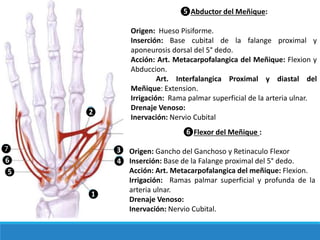 ❺Abductor del Meñique:
Origen: Hueso Pisiforme.
Inserción: Base cubital de la falange proximal y
aponeurosis dorsal del 5° dedo.
Acción: Art. Metacarpofalangica del Meñique: Flexion y
Abduccion.
Art. Interfalangica Proximal y diastal del
Meñique: Extension.
Irrigación: Rama palmar superficial de la arteria ulnar.
Drenaje Venoso:
Inervación: Nervio Cubital
❻Flexor del Meñique :
Origen: Gancho del Ganchoso y Retinaculo Flexor
Inserción: Base de la Falange proximal del 5° dedo.
Acción: Art. Metacarpofalangica del meñique: Flexion.
Irrigación: Ramas palmar superficial y profunda de la
arteria ulnar.
Drenaje Venoso:
Inervación: Nervio Cubital.
❷
❶
❸
❹
❺
❻
❼
 