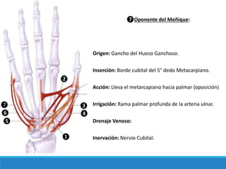 ❼Oponente del Meñique:
Origen: Gancho del Hueso Ganchoso.
Inserción: Borde cubital del 5° dedo Metacarpiano.
Acción: Lleva el metarcapiano hacia palmar (oposición)
Irrigación: Rama palmar profunda de la arteria ulnar.
Drenaje Venoso:
Inervación: Nervio Cubital.
❷
❶
❸
❹
❺
❻
❼
 