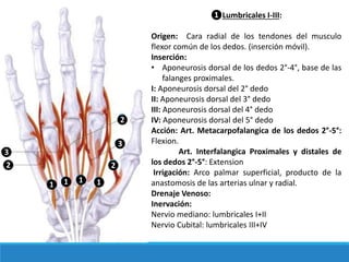 ❶Lumbricales I-III:
Origen: Cara radial de los tendones del musculo
flexor común de los dedos. (inserción móvil).
Inserción:
• Aponeurosis dorsal de los dedos 2°-4°, base de las
falanges proximales.
I: Aponeurosis dorsal del 2° dedo
II: Aponeurosis dorsal del 3° dedo
III: Aponeurosis dorsal del 4° dedo
IV: Aponeurosis dorsal del 5° dedo
Acción: Art. Metacarpofalangica de los dedos 2°-5°:
Flexion.
Art. Interfalangica Proximales y distales de
los dedos 2°-5°: Extension
Irrigación: Arco palmar superficial, producto de la
anastomosis de las arterias ulnar y radial.
Drenaje Venoso:
Inervación:
Nervio mediano: lumbricales I+II
Nervio Cubital: lumbricales III+IV
❷
❶
❸
❶❶ ❶
❷ ❷
❸
 