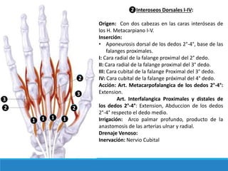 ❷Interoseos Dorsales I-IV:
Origen: Con dos cabezas en las caras interóseas de
los H. Metacarpiano I-V.
Inserción:
• Aponeurosis dorsal de los dedos 2°-4°, base de las
falanges proximales.
I: Cara radial de la falange proximal del 2° dedo.
II: Cara radial de la falange proximal del 3° dedo.
III: Cara cubital de la falange Proximal del 3° dedo.
IV: Cara cubital de la falange próximal del 4° dedo.
Acción: Art. Metacarpofalangica de los dedos 2°-4°:
Extension.
Art. Interfalangica Proximales y distales de
los dedos 2°-4°: Extension, Abduccion de los dedos
2°-4° respecto el dedo medio.
Irrigación: Arco palmar profundo, producto de la
anastomosis de las arterias ulnar y radial.
Drenaje Venoso:
Inervación: Nervio Cubital
❷
❶
❸
❶❶ ❶
❷ ❷
❸
 