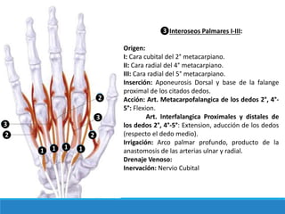 ❸Interoseos Palmares I-III:
Origen:
I: Cara cubital del 2° metacarpiano.
II: Cara radial del 4° metacarpiano.
III: Cara radial del 5° metacarpiano.
Inserción: Aponeurosis Dorsal y base de la falange
proximal de los citados dedos.
Acción: Art. Metacarpofalangica de los dedos 2°, 4°-
5°: Flexion.
Art. Interfalangica Proximales y distales de
los dedos 2°, 4°-5°: Extension, aducción de los dedos
(respecto el dedo medio).
Irrigación: Arco palmar profundo, producto de la
anastomosis de las arterias ulnar y radial.
Drenaje Venoso:
Inervación: Nervio Cubital
❷
❶
❸
❶❶ ❶
❷ ❷
❸
 