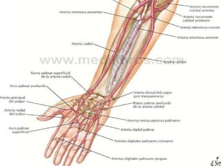 Anatomia de antebrazo y mano