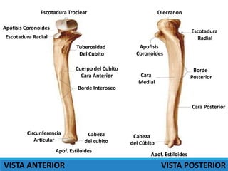 Escotadura Troclear
Apófisis Coronoides
Escotadura Radial
Tuberosidad
Del Cubito
Cuerpo del Cubito
Cara Anterior
Borde Interoseo
Circunferencia
Articular
Apof. Estiloides
Cabeza
del cubito
Escotadura
Radial
Olecranon
Apofisis
Coronoides
Cara
Medial
Borde
Posterior
Cara Posterior
Cabeza
del Cúbito
Apof. Estiloides
VISTA ANTERIOR VISTA POSTERIOR
 