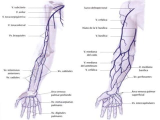 Anatomia de antebrazo y mano