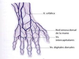 Anatomia de antebrazo y mano