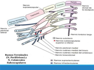 Anatomia de antebrazo y mano