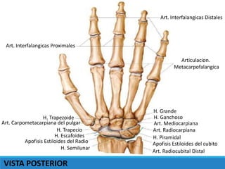 Art. Interfalangicas Distales
Art. Interfalangicas Proximales
Articulacion.
Metacarpofalangica
H. Grande
H. Ganchoso
Art. Mediocarpiana
Art. Radiocarpiana
H. Piramidal
Apofisis Estiloides del cubito
Art. Radiocubital Distal
H. Trapezoide
Art. Carpometacarpiana del pulgar
H. Trapecio
H. Escafoides
Apofisis Estiloides del Radio
H. Semilunar
VISTA POSTERIOR
 
