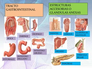 GLANDULAS SALIVALESDIENTESESOFAGOLENGUAFARINGEBOCAINTESTINO GRUESOHIGADOVESICULA BILIARINTESTINO DELGADOESTOMAGOPANCREAS