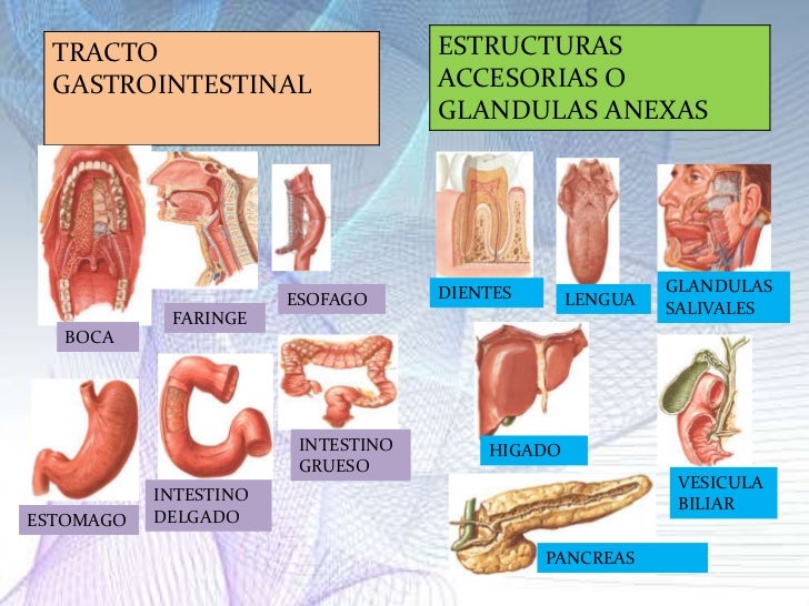 Resultado de imagen para anatomia sistema digestivo