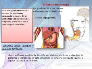 Corte de intestino Delgado
Mucosa del intestino Delgado
Vellosidades intestinales
Vellosidades intestinales , tienen un ta...