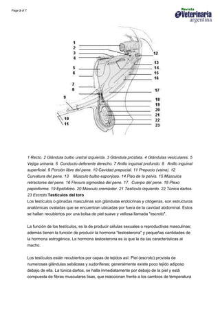 Anatomia aparato reproductor_toro | PDF