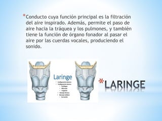 *
*Conducto cuya función principal es la filtración
del aire inspirado. Además, permite el paso de
aire hacia la tráquea y los pulmones, y también
tiene la función de órgano fonador al pasar el
aire por las cuerdas vocales, produciendo el
sonido.
 