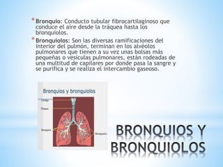 *Bronquio: Conducto tubular fibrocartilaginoso que
conduce el aire desde la tráquea hasta los
bronquiolos.
*Bronquiolos: Son las diversas ramificaciones del
interior del pulmón, terminan en los alvéolos
pulmonares que tienen a su vez unas bolsas más
pequeñas o vesículas pulmonares, están rodeadas de
una multitud de capilares por donde pasa la sangre y
se purifica y se realiza el intercambio gaseoso.
 