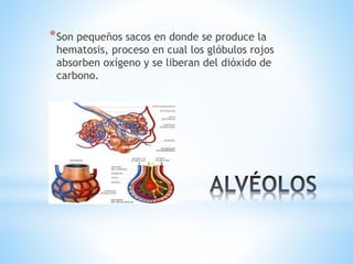 *Son pequeños sacos en donde se produce la
hematosis, proceso en cual los glóbulos rojos
absorben oxígeno y se liberan del dióxido de
carbono.
 