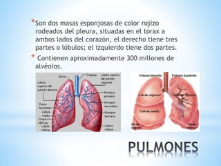 *Son dos masas esponjosas de color rojizo
rodeados del pleura, situadas en el tórax a
ambos lados del corazón, el derecho tiene tres
partes o lóbulos; el izquierdo tiene dos partes.
* Contienen aproximadamente 300 millones de
alvéolos.
 