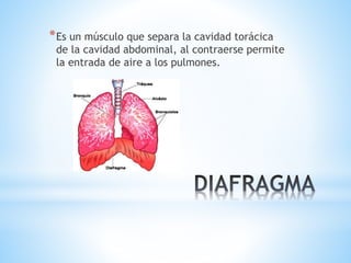 *Es un músculo que separa la cavidad torácica
de la cavidad abdominal, al contraerse permite
la entrada de aire a los pulmones.
 
