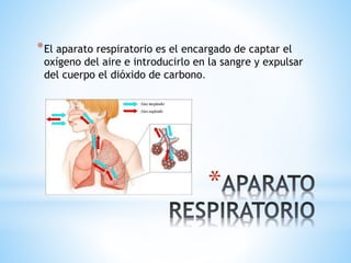 *
*El aparato respiratorio es el encargado de captar el
oxígeno del aire e introducirlo en la sangre y expulsar
del cuerpo el dióxido de carbono.
 