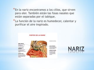 *En la nariz encontramos a los cilios, que sirven
para oler. También están las fosas nasales que
están separadas por el tabique.
*La función de la nariz es humedecer, calentar y
purificar el aire inspirado.
 