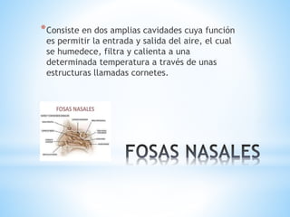 *Consiste en dos amplias cavidades cuya función
es permitir la entrada y salida del aire, el cual
se humedece, filtra y calienta a una
determinada temperatura a través de unas
estructuras llamadas cornetes.
 