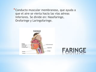 *Conducto muscular membranoso, que ayuda a
que el aire se vierta hacia las vías aéreas
inferiores. Se divide en: Nasofaringe,
Orofaringe y Laringofaringe.
 