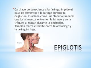 *Cartílago perteneciente a la faringe, impide el
paso de alimentos a la laringe durante la
deglución. Funciona como una "tapa" al impedir
que los alimentos entren en la laringe y en la
tráquea al tragar, durante la deglución.
También marca el límite entre la orofaringe y
la laringofaringe.
 
