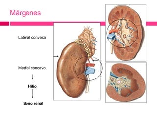 Márgenes 
Lateral convexo 
Medial cóncavo 
Hilio 
Seno renal 
 