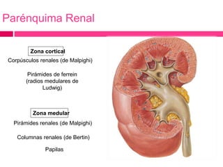 Parénquima Renal 
Zona cortical 
Corpúsculos renales (de Malpighi) 
Pirámides de ferrein 
(radios medulares de 
Ludwig) 
Zona medular 
Pirámides renales (de Malpighi) 
Columnas renales (de Bertin) 
Papilas 
 