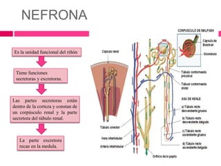 NEFRONA 
Es la unidad funcional del riñón 
Tiene funciones 
secretoras y excretoras. 
Las partes secretoras están 
dentro de la corteza y constan de 
un corpúsculo renal y la parte 
secretora del túbulo renal. 
La parte excretora 
recae en la medula. 
 