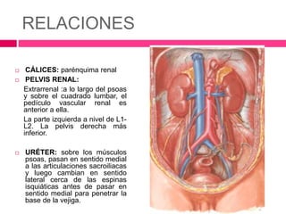 RELACIONES 
 CÁLICES: parénquima renal 
 PELVIS RENAL: 
Extrarrenal :a lo largo del psoas 
y sobre el cuadrado lumbar, el 
pedículo vascular renal es 
anterior a ella. 
La parte izquierda a nivel de L1- 
L2. La pelvis derecha más 
inferior. 
 URÉTER: sobre los músculos 
psoas, pasan en sentido medial 
a las articulaciones sacroiliacas 
y luego cambian en sentido 
lateral cerca de las espinas 
isquiáticas antes de pasar en 
sentido medial para penetrar la 
base de la vejiga. 
 