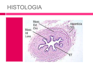 HISTOLOGIA 
 