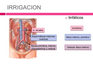 IRRIGACION 
 linfáticos 
a. renales 
Espermáticas internas-ováricas 
Iliacas primitiva, interna 
(hipogastrica) y vesical 
lumbares 
Iliaco interno, primitivo 
Vesical- iliaco interno 
 