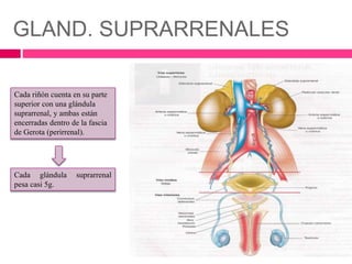 GLAND. SUPRARRENALES 
Cada riñón cuenta en su parte 
superior con una glándula 
suprarrenal, y ambas están 
encerradas dentro de la fascia 
de Gerota (perirrenal). 
Cada glándula suprarrenal 
pesa casi 5g. 
 