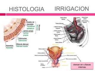 HISTOLOGIA IRRIGACION 
drenan en v.iliacas 
internas 
 