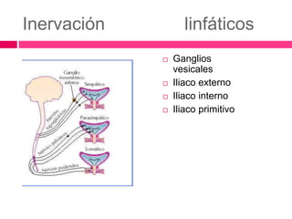 Inervación linfáticos 
 Ganglios 
vesicales 
 Iliaco externo 
 Iliaco interno 
 Iliaco primitivo 
 