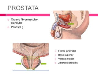 PROSTATA 
 Órgano fibromuscular-glandular 
 Peso:20 g 
 Forma piramidal 
 Base superior 
 Vértice inferior 
 2 bordes laterales 
 