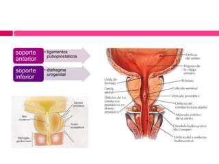 • ligamentos 
puboprostaticos 
soporte 
anterior 
• diafragma 
urogenital 
soporte 
inferior 
 