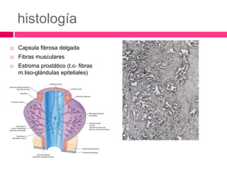 histología 
 Capsula fibrosa delgada 
 Fibras musculares 
 Estroma prostático (t.c- fibras 
m.liso-glándulas epiteliales) 
 