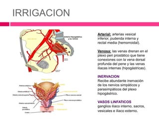 IRRIGACION 
Arterial: arterias vesical 
inferior, pudenda interna y 
rectal media (hemorroidal). 
Venosa: las venas drenan en el 
plexo peri prostático que tiene 
conexiones con la vena dorsal 
profunda del pene y las venas 
iliacas internas (hipogástricas). 
INERVACION 
Recibe abundante inervación 
de los nervios simpáticos y 
parasimpáticos del plexo 
hipogástrico. 
VASOS LINFATICOS 
ganglios iliaco interno, sacros, 
vesicales e iliaco externo. 
 