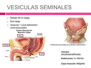 VESICULAS SEMINALES 
 Debajo de la vejiga 
 6cm largo 
 Vesicula + cond.deferente= 
cond.eyaculador 
mucosa: 
seudoestratificada 
Submucosa: t.c denso 
Capa muscular delgada 
 
