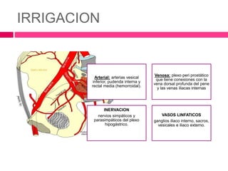IRRIGACION 
Arterial: arterias vesical 
inferior, pudenda interna y 
rectal media (hemorroidal). 
Venosa: plexo peri prostático 
que tiene conexiones con la 
vena dorsal profunda del pene 
y las venas iliacas internas 
INERVACION 
nervios simpáticos y 
parasimpáticos del plexo 
hipogástrico. 
VASOS LINFATICOS 
ganglios iliaco interno, sacros, 
vesicales e iliaco externo. 
 