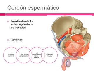 Cordón espermático 
 Se extienden de los 
anillos inguinales a 
los testículos 
 Contenido: 
conducto 
deferente 
Plexo venoso 
pampiniforme 
Art. 
espermaticas 
interna y 
externa 
Linfaticos y 
nervios 
 