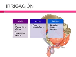 IRRIGACIÓN 
arterial 
• A 
.Espermática 
interna 
• A. 
Espermática 
externa 
venosa 
• Plexo 
pampiniforme 
linfáticos 
• Ganglios 
iliacos 
externos 
 