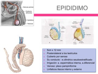 EPIDIDIMO 
 5cm x 12 mm 
 Posterolateral a los testículos 
 Cubierto por serosa 
 Su conducto : e.cilindrico seudoestratificado 
 Irrigación: a. espermática interna, a.diferencial 
 Venoso: plexo pampiniforme 
 Linfaticos iliacos interno y externo 
 