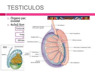 TESTICULOS 
 Órgano par, 
ovoidal 
 4x3x2.5cm 
Tunica albuginea 
Invagina 
250 lobulillos 
 