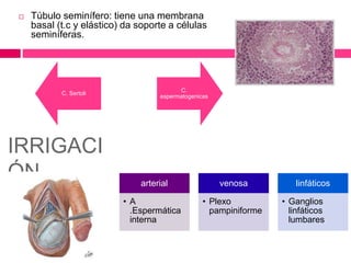 Túbulo seminífero: tiene una membrana 
basal (t.c y elástico) da soporte a células 
seminíferas. 
C. Sertoli 
C. 
espermatogenicas 
IRRIGACI 
ÓN 
arterial 
• A 
.Espermática 
interna 
venosa 
• Plexo 
pampiniforme 
linfáticos 
• Ganglios 
linfáticos 
lumbares 
 