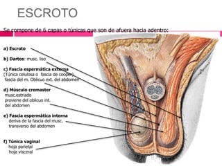 ESCROTO 
Se compone de 6 capas o túnicas que son de afuera hacia adentro: 
a) Escroto 
b) Dartos: musc. liso 
c) Fascia espermática externa 
(Túnica celulosa o fascia de cooper) 
fascia del m. Oblicuo ext. del abdomen 
d) Músculo cremaster 
musc.estriado 
proviene del oblicuo int. 
del abdomen 
e) Fascia espermática interna 
deriva de la fascia del musc. 
transverso del abdomen 
f) Túnica vaginal 
hoja parietal 
hoja visceral 
 