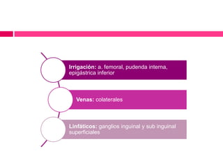 Irrigación: a. femoral, pudenda interna, 
epigástrica inferior 
Venas: colaterales 
Linfáticos: ganglios inguinal y sub inguinal 
superficiales 
 