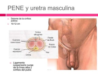 PENE y uretra masculina 
 Delante de la sínfisis 
púbica 
 10-12 cm 
 Ligamento 
suspensorio surge 
de la línea alba y 
sínfisis del pubis 
 